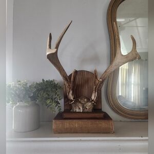 Vintage Deer Antler Mount Hanging